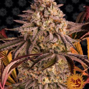 Blue Sunset Sherbert feminized Seeds