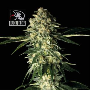 Fuel D.OG feminized Seeds - 50 Seeds