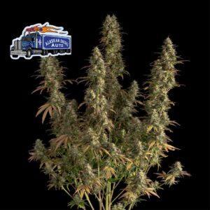 Alaskan Diesel Auto feminized Seeds