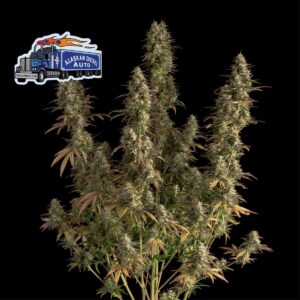 Alaskan Diesel Auto feminized Seeds - 3 Seeds