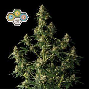 CBG Relief Auto feminized Seeds