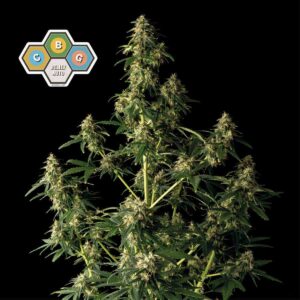 CBG Relief Auto feminized Seeds - 10 Seeds