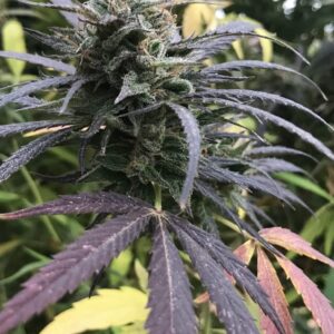 Blue Dream FAST Feminized Seeds - BULK x 100