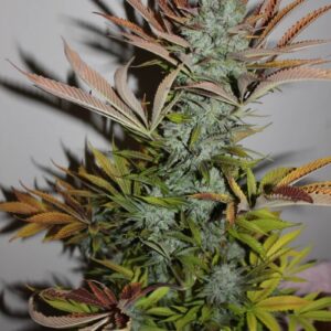 Gelato FAST Feminized Seeds - BULK x 100