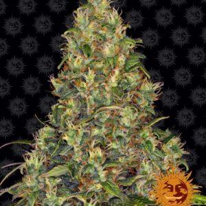 Amnesia Haze Auto feminized Seeds