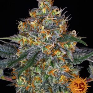 Moby Dick Auto Feminized Seeds