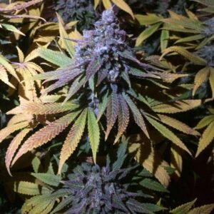Grandaddy Purple FAST Feminized Seeds - BULK x 100