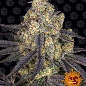 Kush Mintz Feminized Seeds