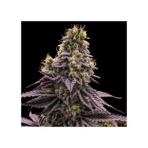 Zombie Bride Feminized Seeds