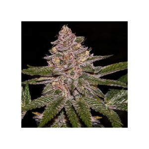 Radical Juice feminized Seeds