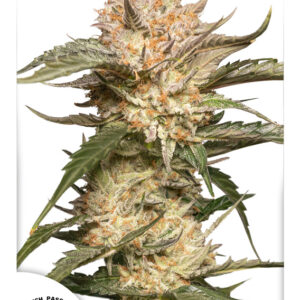 Trichome & Cream Auto feminized Seeds