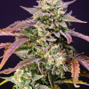 Purple Punch OG XL Auto Feminized Seeds