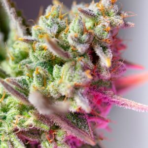 Sweet Mimosa XL Auto Feminized Seeds