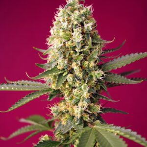 Skywalker OG Runtz XL Auto Feminized Seeds