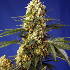 Strawberry Banana Gelato XL Auto Feminized Seeds