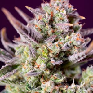 Sweet Zenzation XL Auto Feminized Seeds