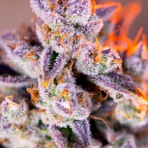 Tropicanna Poison XL Auto Feminized Seeds