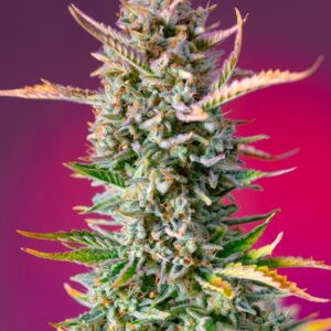 Gorilla Sherbet F1 FAST feminized Seeds - 5+2 Seeds
