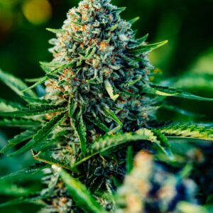 Gummibears Auto Feminized Seeds