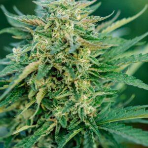 Grease Gun Auto Feminized Seeds