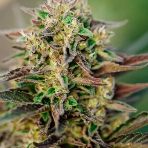 TriCross Auto Feminized Seeds