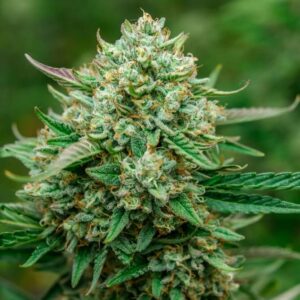 Froot by the Foot Auto Feminized Seeds