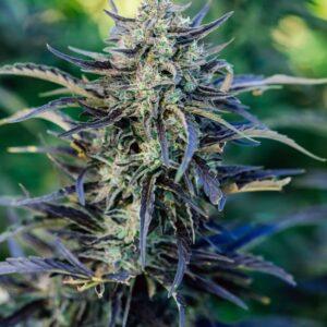 Fog Dog Auto Feminized Seeds