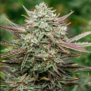 Face Fat Auto Feminized Seeds