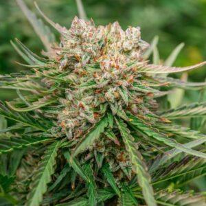 GMO OG Auto Feminized Seeds