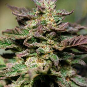 Dosidos FAST Feminized Seeds