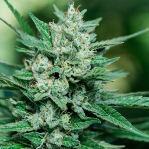 Papa Smurf FAST Feminized Seeds