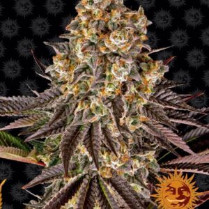 Gelato 45 Feminized Seeds