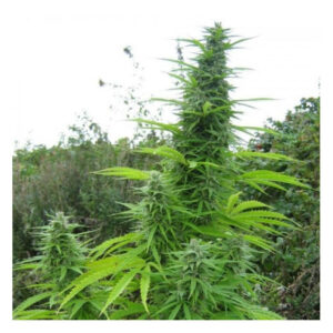 Do-Si-Dos Auto Feminized Seeds - BULK x 100
