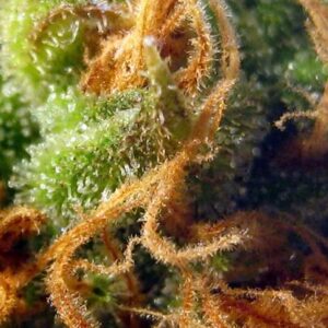 Orange Sherbet Auto Feminized Seeds - BULK x 100