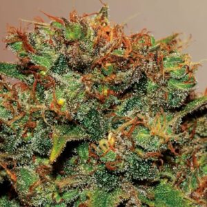 Big Bud Auto Feminized Seeds - BULK x 100