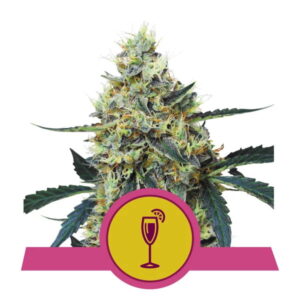 Mimosa Feminized Seeds