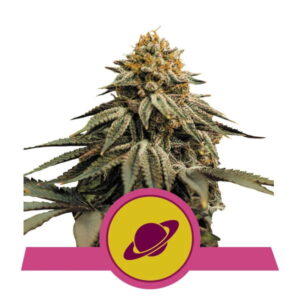 Royal Skywalker feminized Seeds