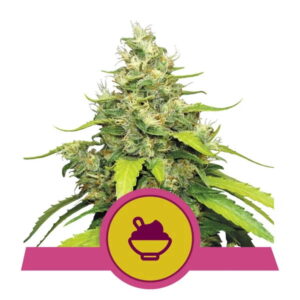 Blue Gelato Feminized Seeds