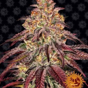 Mimosa x Orange Punch Auto Feminized Seeds
