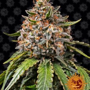 White Widow XXL feminized Seeds