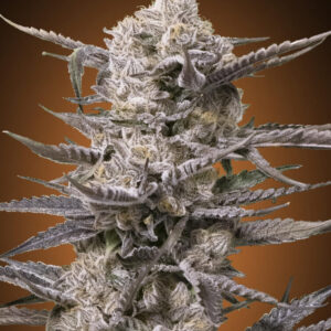 Watermelon OG Feminized Seeds