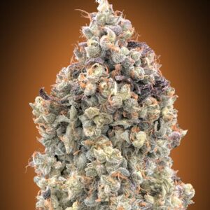 Watermelon OG Auto Feminized Seeds