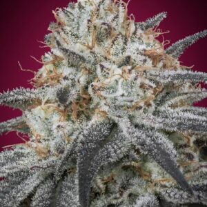 Slurricane Auto Feminized Seeds