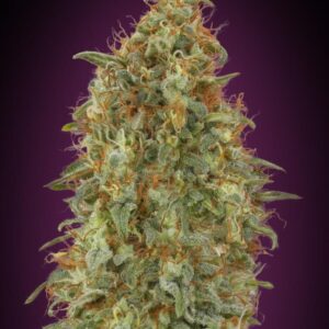 Zkittlez Fast Feminized Seeds