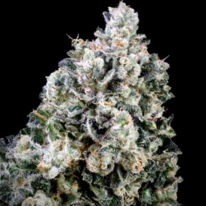 Papaya Bomb x Cotton Candy FAST Feminized Seeds