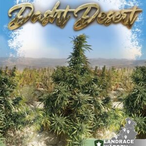 Dasht Desert Regular Seeds