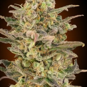 Somango Glue Feminized Seeds