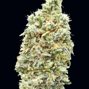 Strawberry Banana Fast Feminized Seeds