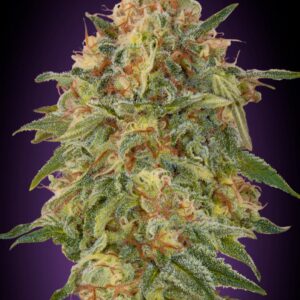 Zkittlez Feminized Seeds