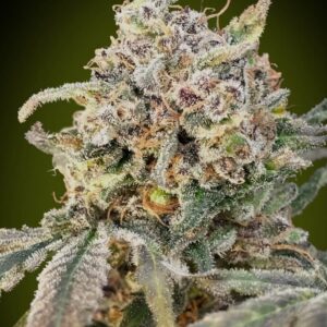 Somango Glue Auto Feminized Seeds